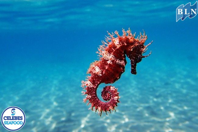 The Uniqueness of Seahorses: Fish That Dance in Grace